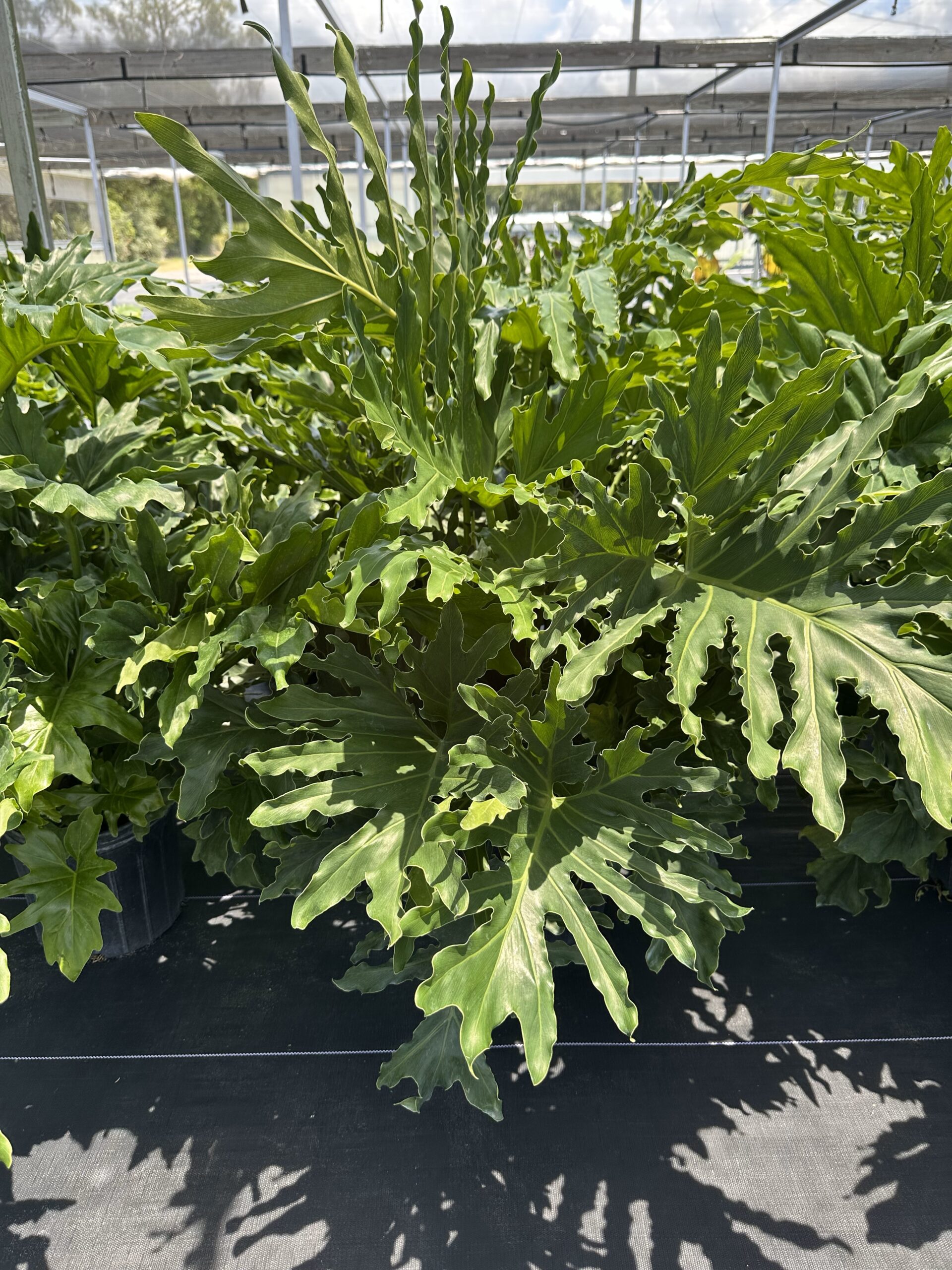 How to Care for Tropical Selloum Plants
