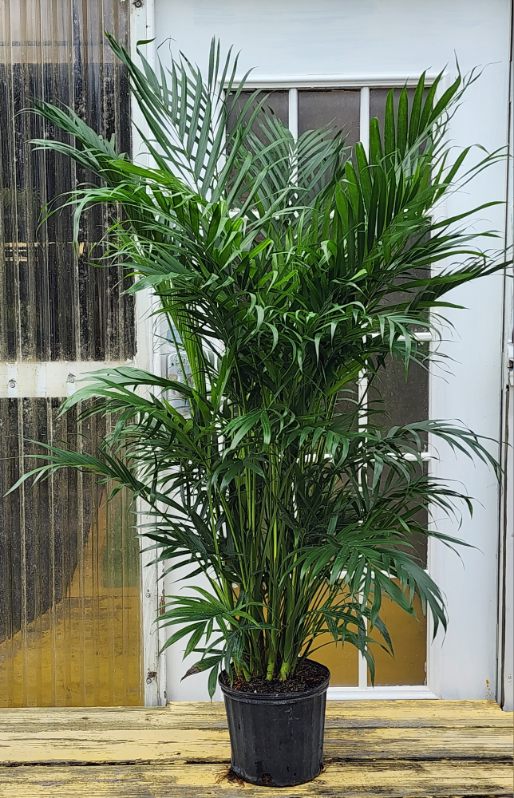 cat palm care