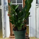 zz plant care