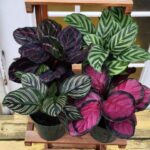 calathea care