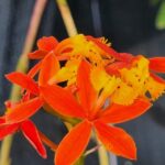 Epidendrum