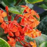 ixora