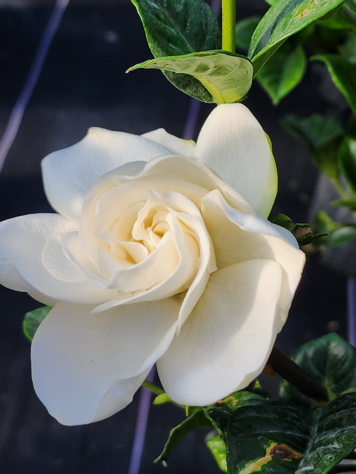 Complete Gardenia Care Guide for Fragrant, Healthy Plants