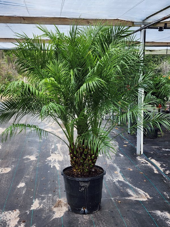 Pygmy Date Palm Care Guide for Healthy Robellini Palms