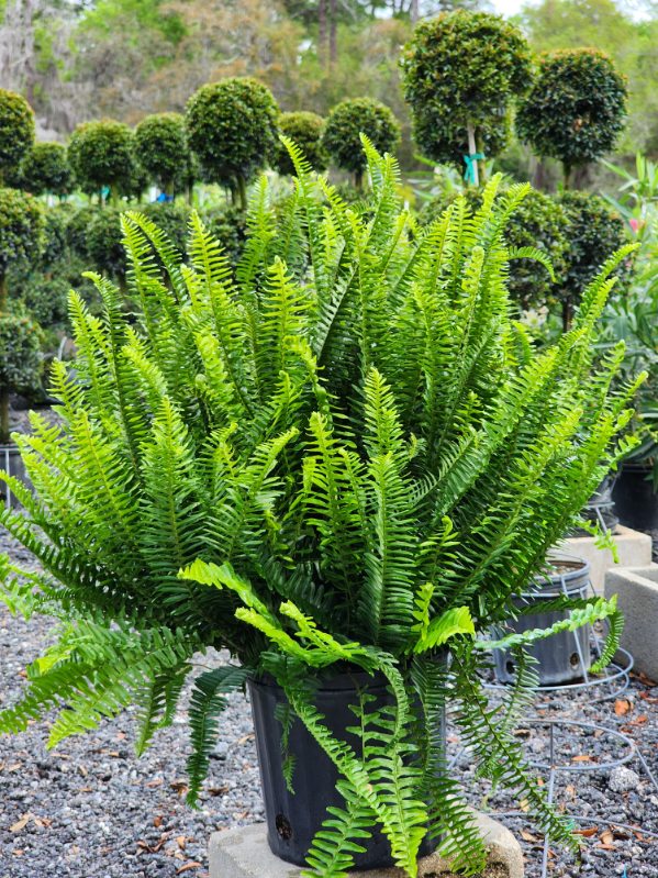 Kimberly Queen & Macho Fern Care Guide