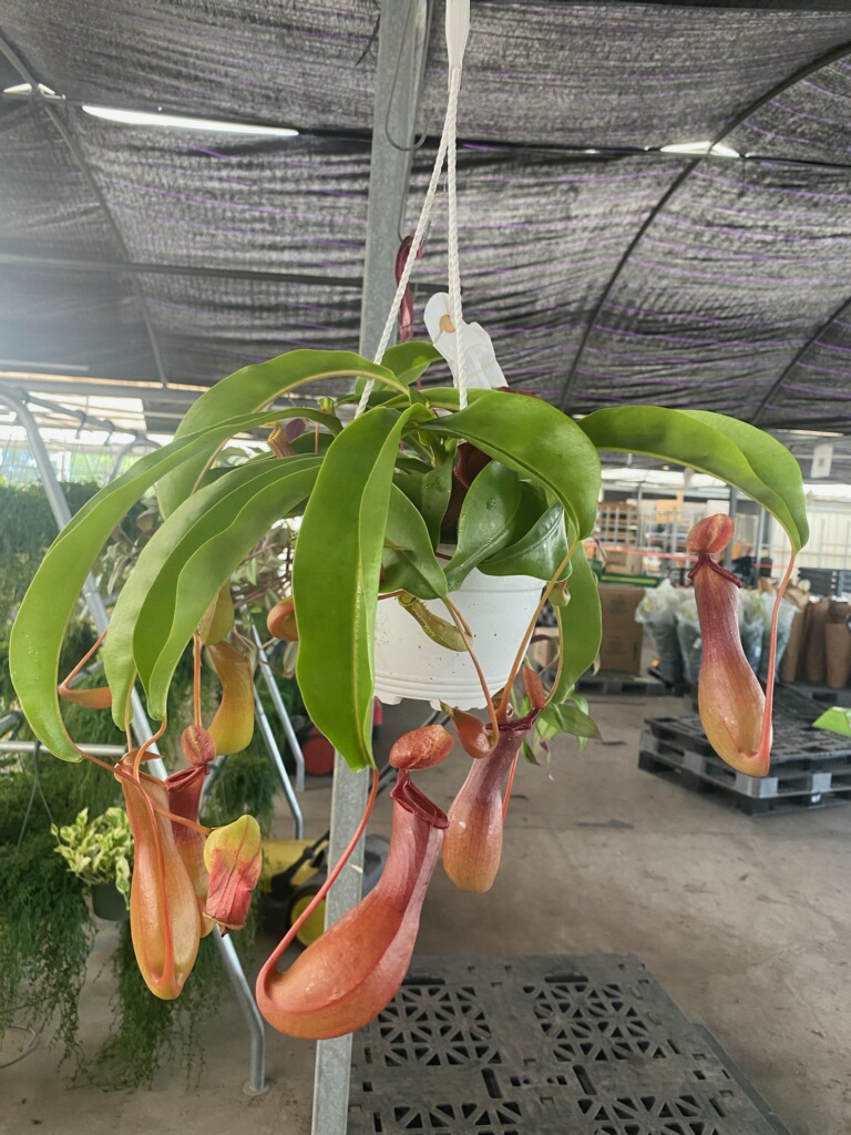 Carnivorous Pitcher Plant Care Guide: How to Grow Healthy Pitcher Plants Indoors and Outdoors